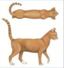 Body condition score 1 - Very thin cat