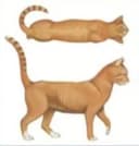 Body condition score 2 - Underweight cat