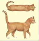 Body condition score 3 - Ideal weight cat